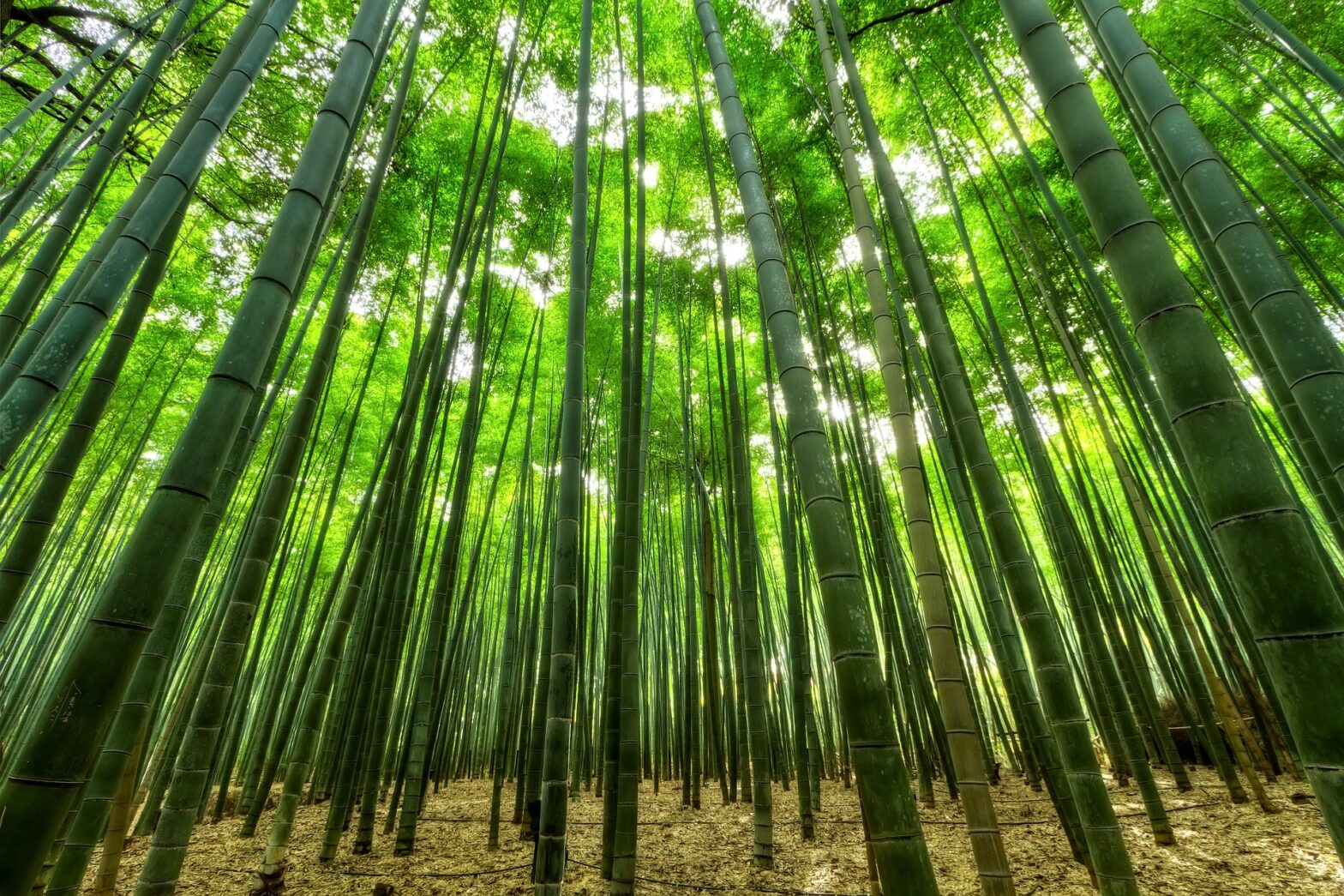 Bamboo growing in sunlight