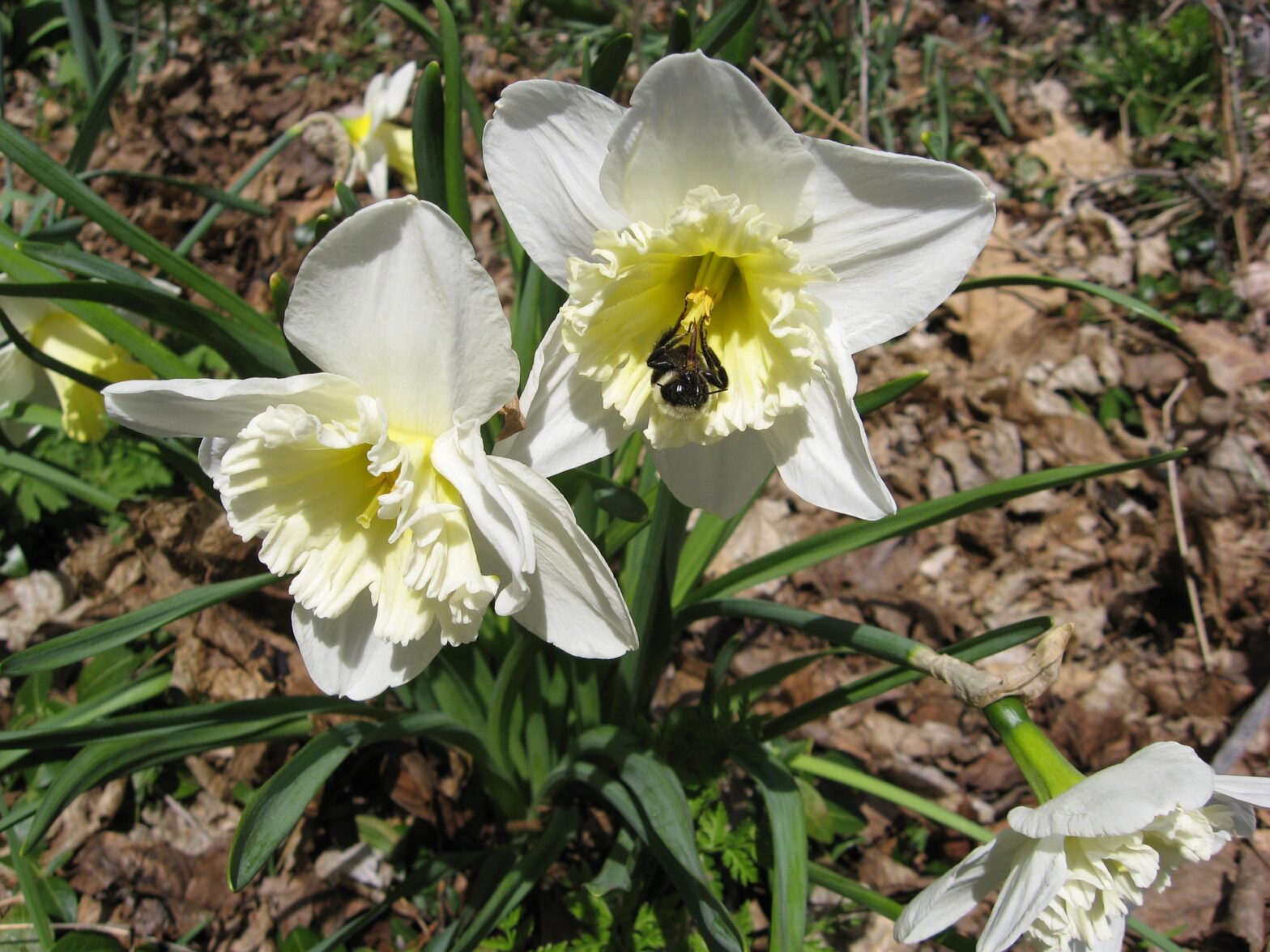 Daffodil with bee