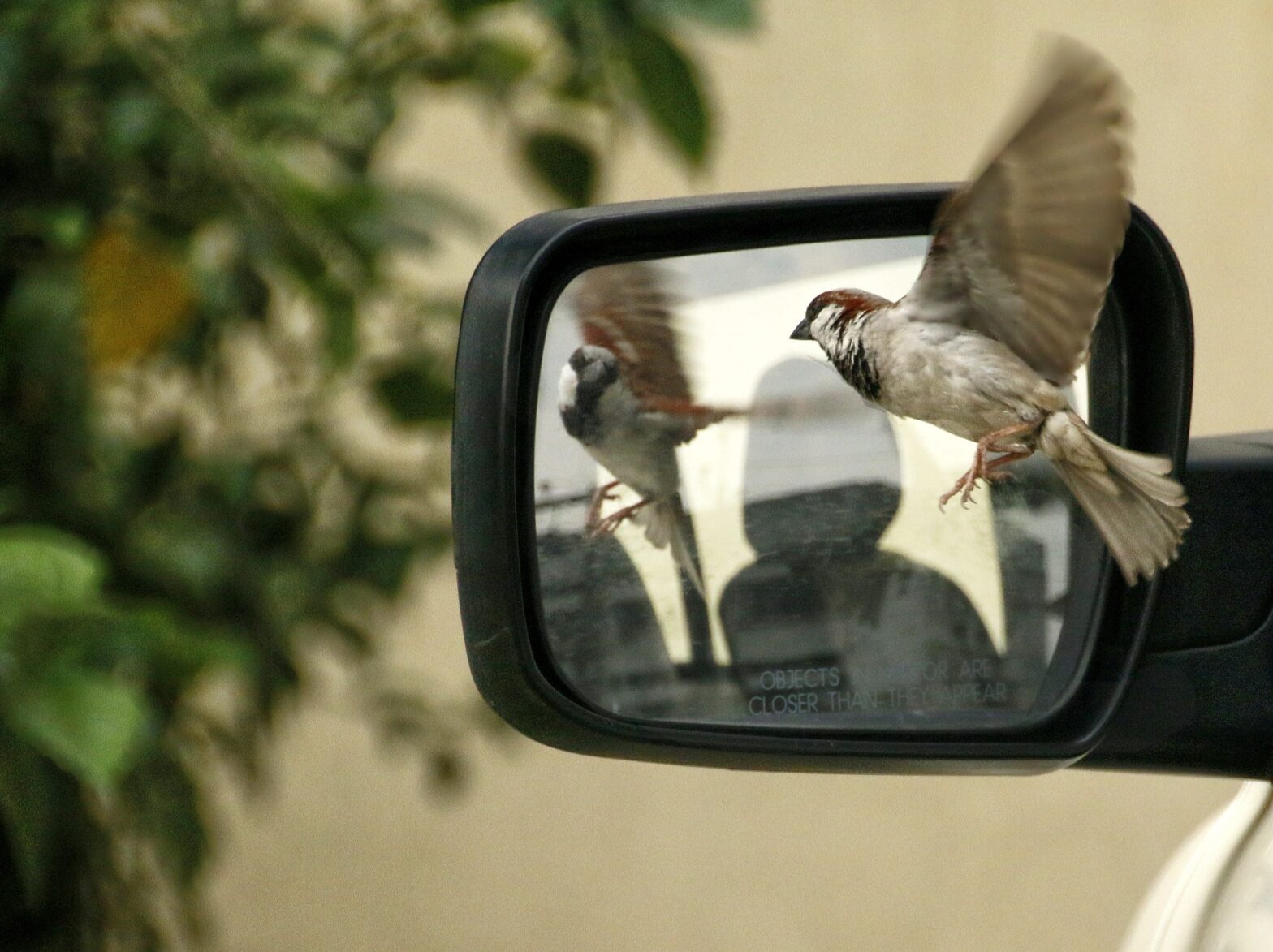 Wing mirror with sparrow in it