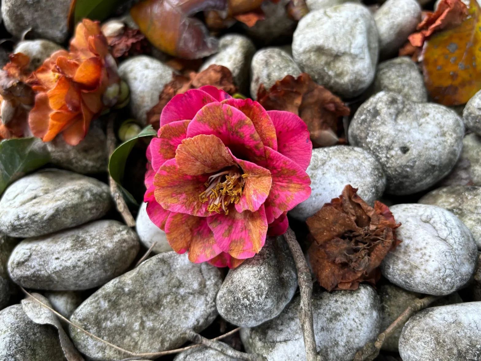 flower in rocks